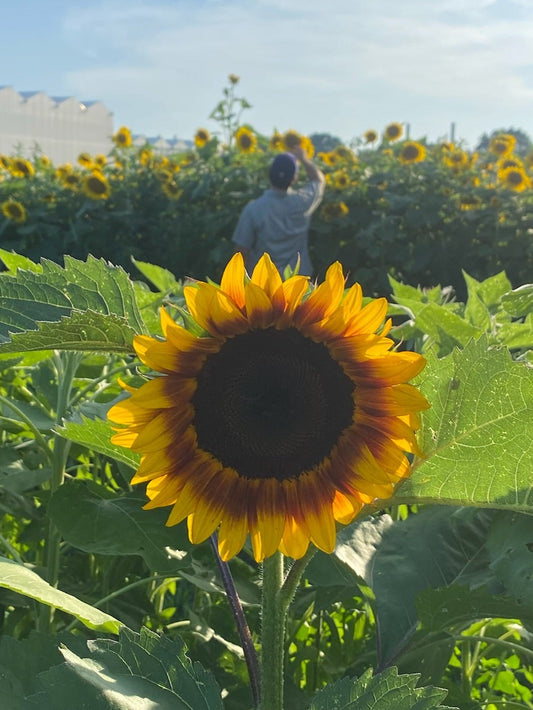 General Ticket (14+) + 5 Stems